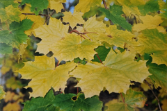 Acer platanoides