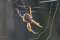 Backobourkia brouni