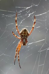 Backobourkia brouni