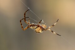 Backobourkia brouni