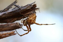 Backobourkia brouni