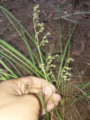 Lomandra laxa