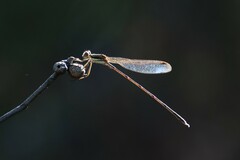 Austrolestes leda