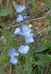 Linum hirsutum