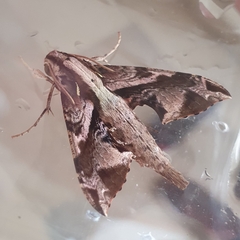 Eupanacra elegantulus