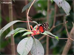Heliconius hecale zuleika