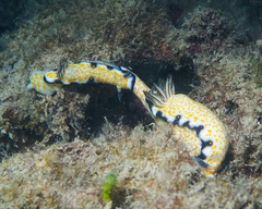 Hypselodoris imperialis