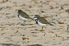 Charadrius bicinctus