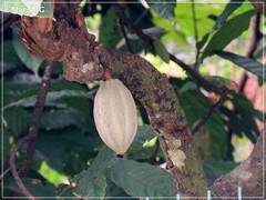Theobroma cacao