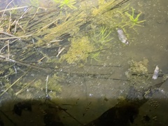 Callitriche heterophylla