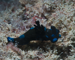 Tambja morosa