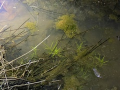 Callitriche heterophylla