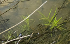 Callitriche heterophylla