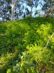 Oxalis pes-caprae
