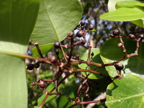 Cheirodendron platyphyllum