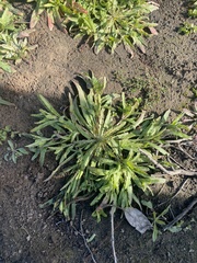 Camissoniopsis micrantha