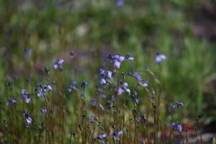 Nuttallanthus texanus