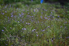 Nuttallanthus texanus