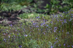 Nuttallanthus texanus