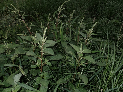 Amaranthus hybridus observed 2023-02-23
