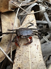 Parasesarma erythodactylum