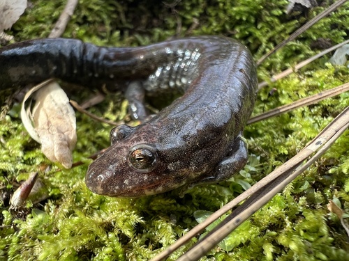Piedmont Dusky Salamander
