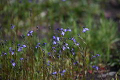 Nuttallanthus texanus