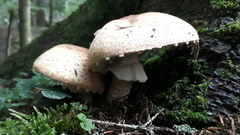 Agaricus augustus