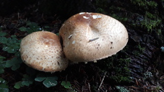 Agaricus augustus