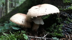 Agaricus augustus
