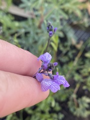 Nuttallanthus texanus