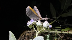Trachythorax maculicollis