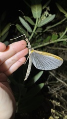 Trachythorax maculicollis