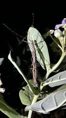 Trachythorax maculicollis