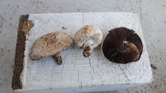 Agaricus pampeanus