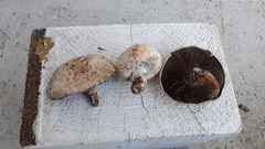 Agaricus pampeanus