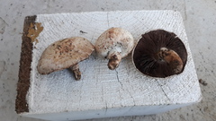 Agaricus pampeanus