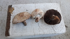 Agaricus pampeanus
