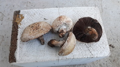 Agaricus pampeanus