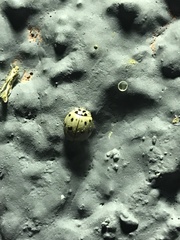 Olla v-nigrum