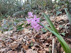 Hyacinthus orientalis