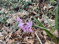 Hyacinthus orientalis