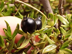 Coprosma ernodeoides