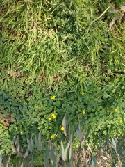 Oxalis pes-caprae