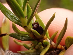 Coprosma ernodeoides