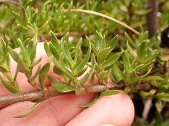 Coprosma ernodeoides