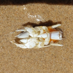 Emerita austroafricana