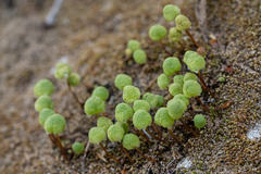 Asterella palmeri