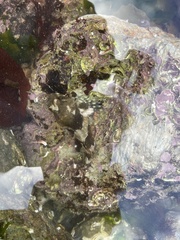 Taurulus bubalis