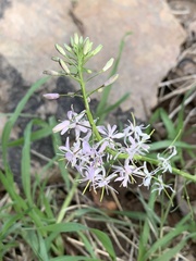 Thelypodium wrightii